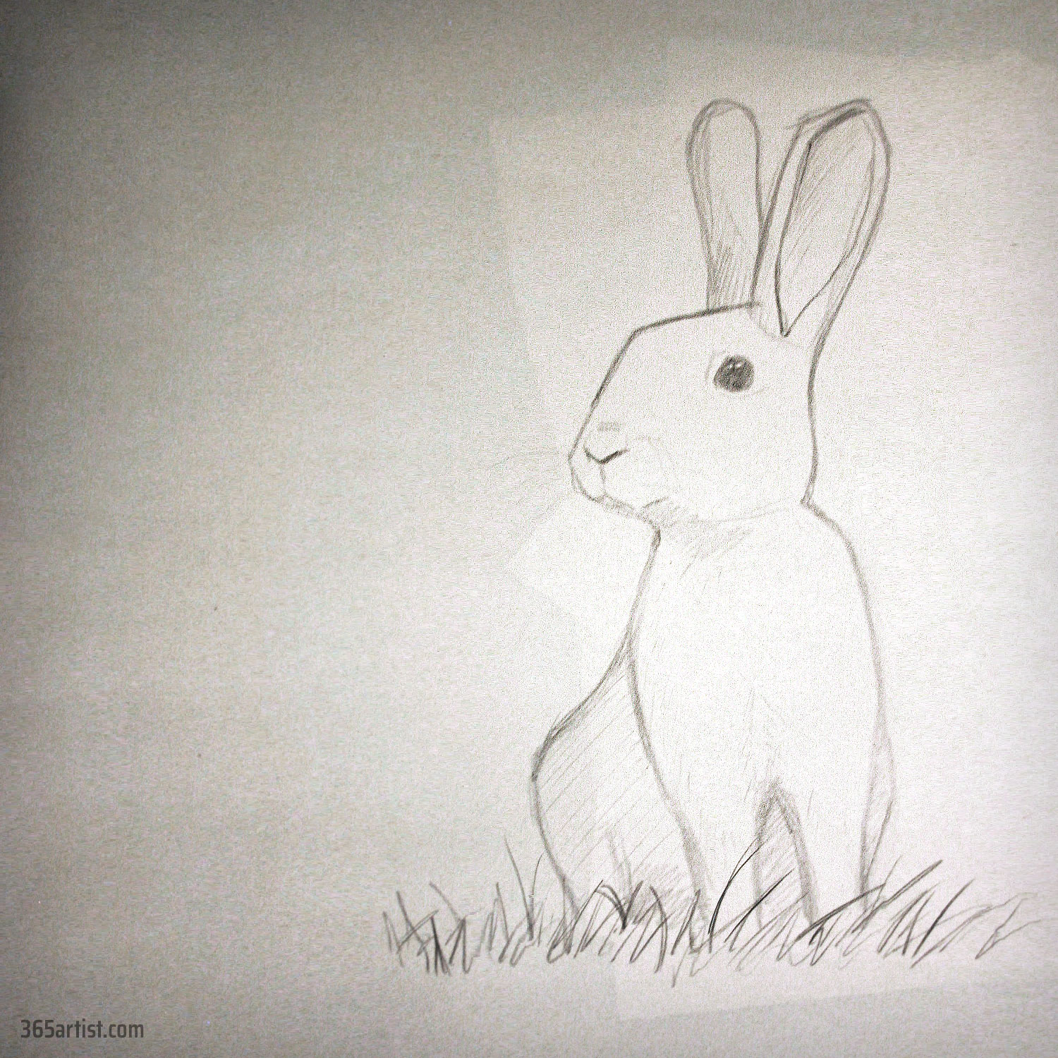 drawing of a rabbit