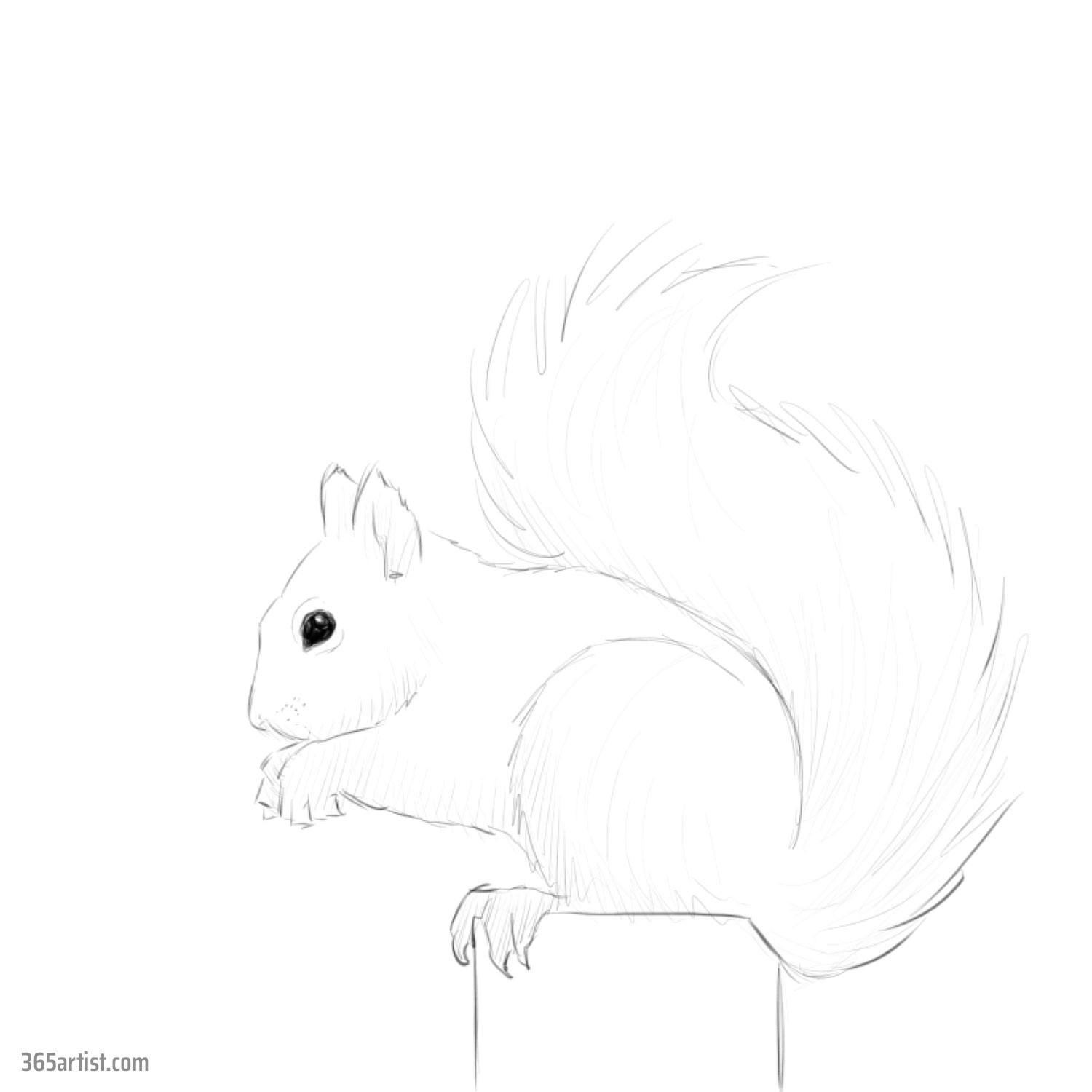 drawing of a squirrel