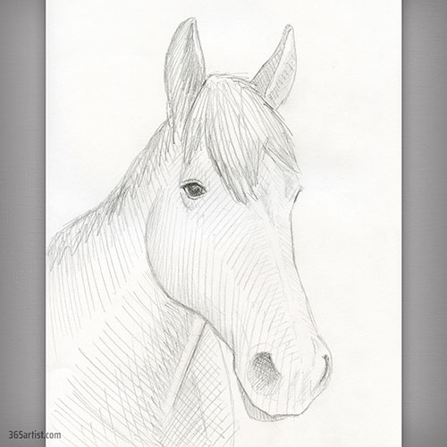portrait drawing of a horse